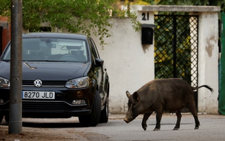 Lợn rừng 'đại náo' nhiều thành phố Tây Ban Nha, thú ý phải ra tay