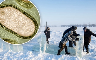 Tái sinh virus ‘xác sống’ 50.000 năm dưới hồ băng có đáng lo?