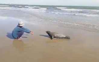 Khoảnh khắc nô đùa cuối cùng của con hải cẩu bị đánh chết tại Bình Thuận