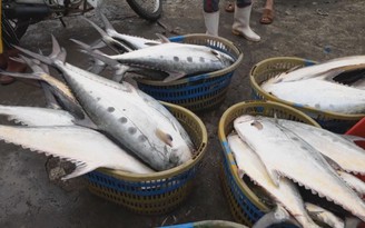 Ngư dân Quảng Trị trúng mẻ cá bè vàng trị giá trên 5 tỉ đồng