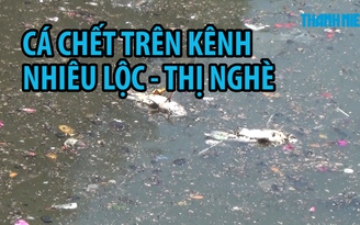 Cá chết hàng loạt, nổi trắng trên kênh Nhiêu Lộc – Thị Nghè