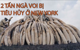 2 tấn ngà voi bị tiêu hủy ở NewYork