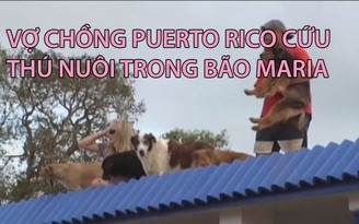 Gửi con cho bạn, vợ chồng Puerto Rico cứu 7 chó, 8 mèo trong bão Maria