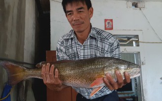Câu được cá nghi là cá sủ vàng ở Hà Tĩnh