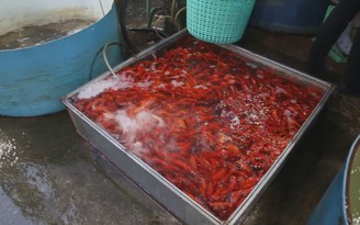 Chợ cá lớn nhất Hà Nội vào vụ “ông Công, ông Táo”