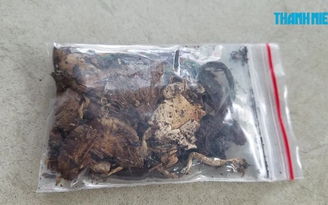 Nấm “ma thuật” bán như rau!