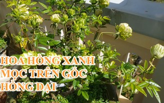 Khi chồi hoa hồng xanh Nhật Bản mọc trên gốc hoa hồng dại Đà Lạt