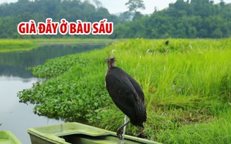Chuyện về chú chim già đẫy Java ở Bàu Sấu