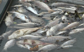 Cá chết hàng tạ mỗi ngày, người dân phải sục khí oxy ngày đêm cứu cá