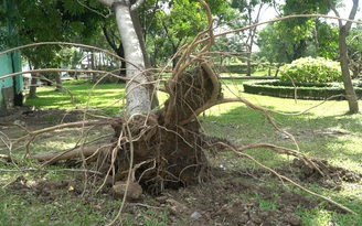 Người Sài Gòn “hú hồn” với trận gió lốc làm cây đổ, nhà tốc mái