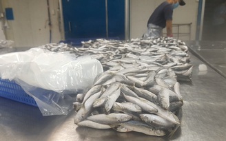 Ấm lòng với 7 tấn cá của người Đà Nẵng gửi tiếp sức người ở TP.HCM chống dịch