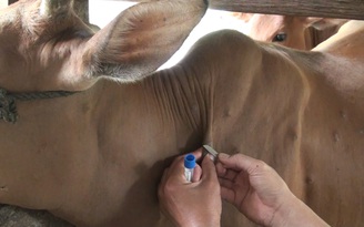 Người dân Phú Yên hoang mang vì bệnh viêm da nổi cục trên bò đang lây lan nhanh