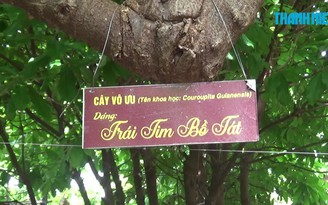 Thăm vườn cây vô ưu đạt kỷ lục Việt Nam