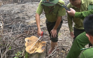 Cán bộ khu bảo tồn Kẻ Gỗ thuê người phá rừng: công an vào cuộc điều tra