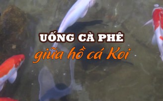 Uống cà phê giữa hồ cá Koi