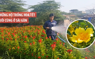 Tâm sự người trồng hoa ở ngoại ô TP.HCM