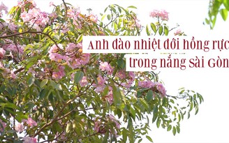 Hoa kèn hồng rực rỡ trong nắng Sài Gòn