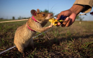 Lứa chuột mới để rà phá bom mìn đang được huấn luyện ở Campuchia