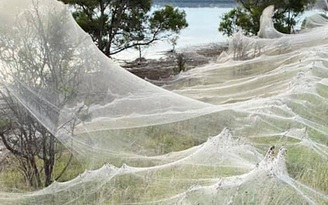 Siêu thực màng tơ nhện khổng lồ bồng bềnh trên đồng cỏ Úc