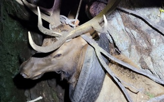 Nai sừng xám được giải thoát sau 2 năm 'đeo gông' lốp xe ở cổ