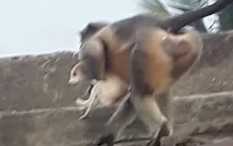 Đàn khỉ giết 250 con chó để trả thù ở Ấn Độ