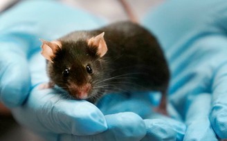 Nghiên cứu: chủng Omicron tiến hóa ở chuột, lây trở lại người