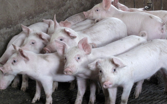 Lợn thịt ngon nhờ được nghe nhạc hay - và loại nhạc nào không nên cho lợn nghe?