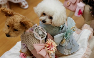 Xót cún cưng bị nóng, người Nhật Bản sáng tạo áo điều hòa