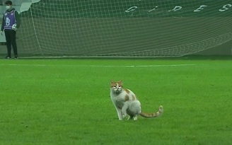 Trận bóng lạ: Mèo chiếm sân cỏ, cầu thủ dừng đấu để... ăn chuối