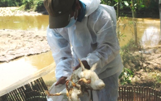 Xuất hiện 2 ổ dịch cúm H5N6 ở Thừa Thiên - Huế