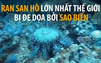 Rạn san hô lớn nhất thế giới bị sao biển đe dọa