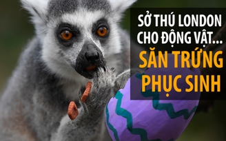 Sở thú London cho muông thú … săn trứng Phục Sinh