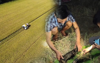 Về miền Tây, ra đồng trải nghiệm ‘đêm giữ lúa’ cùng nông dân miệt vườn
