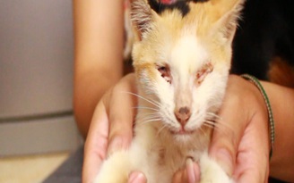Chuyện cảm động của cô gái cứu hơn 2 ngàn chó mèo bị bỏ rơi