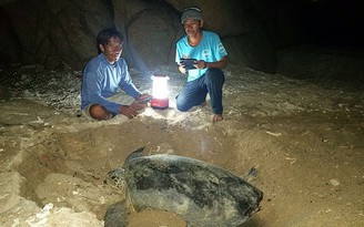 Nỗi đau đáu của những người trẻ giữ rùa trên đảo Hòn Cau