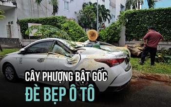 Hú vía cây phượng bật gốc, đè ô tô biến dạng ở TP.HCM