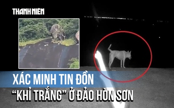 Xác minh tin đồn bầy 'khỉ trắng' ở đảo Hòn Sơn: Là chó nuôi của người dân