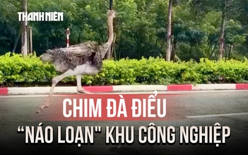Độc lạ TP.HCM: Chim đà điểu cao gần 2 mét chạy rông trong khu công nghiệp
