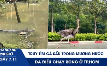 Xem nhanh 20h ngày 7.11: Truy tìm cá sấu trong mương nước ở Cần Thơ | Đà điểu chạy rông ở TP.HCM