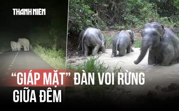 Khoảnh khắc 'giáp mặt' đàn voi rừng giữa đêm