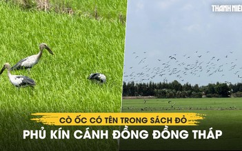Xem hàng ngàn cò ốc có tên trong Sách đỏ phủ kín cánh đồng Đồng Tháp