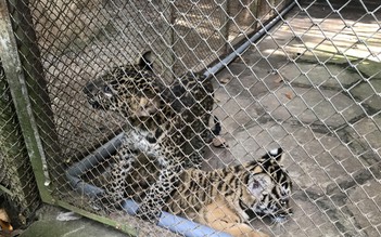 Vườn thú nuôi nhốt 3 con báo trái phép: Nuôi dùm 'người quen lãnh đạo'?