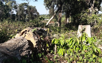 Làm rõ vụ việc khu bảo tồn phá rừng trồng dược liệu