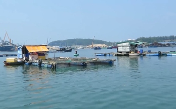 Cá nuôi lồng bè ở Quảng Ngãi chết hàng loạt chưa rõ nguyên nhân