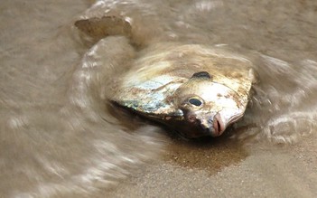 Cuộc sống người dân sau gần 90 ngày cá chết hàng loạt bị đảo lộn ra sao?