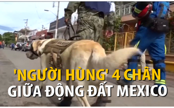 'Người hùng 4 chân' giữa động đất Mexico