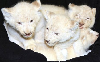 Sư tử trắng – ngôi sao mới của vườn thú Magdeburg
