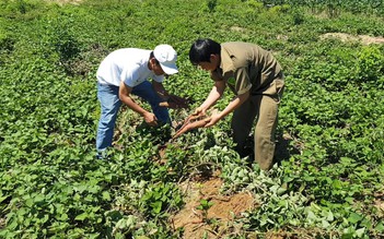 Mang nợ vì liên kết trồng khoai lang