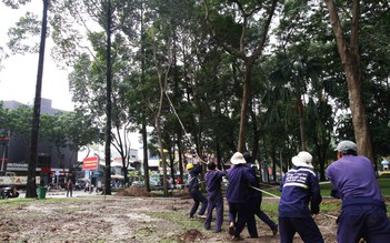 Đốn hạ, dời 75 cây xanh ở Sài Gòn để xây metro Bến Thành - Suối Tiên