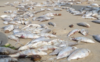 Vụ cá chết dạt trắng bờ biển Đà Nẵng: 'Cá chết không phải do đánh mìn'
